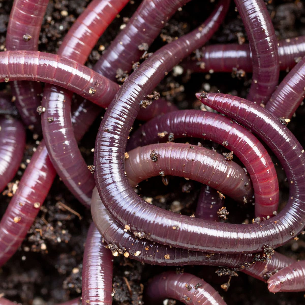 Greenleaf Farm African Nightcrawlers