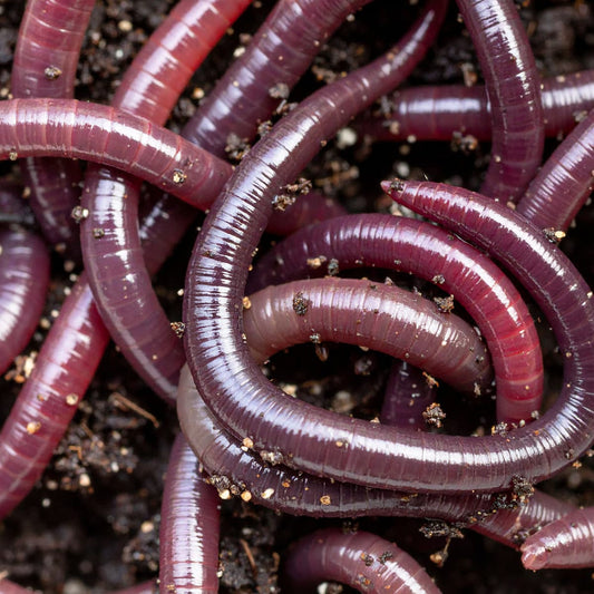 Greenleaf Farm African Nightcrawlers