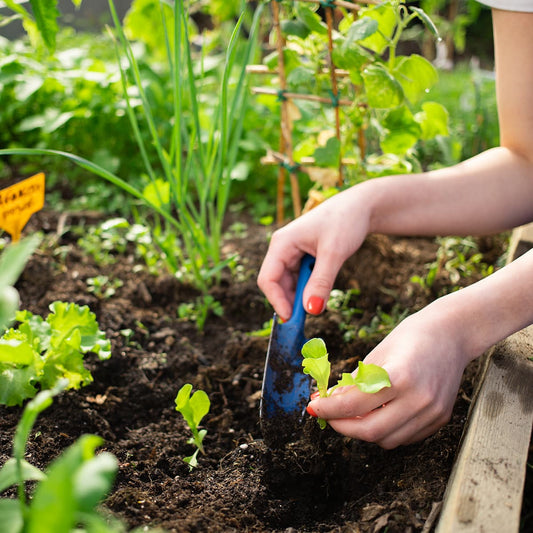 Greenleaf Bulk Raised Bed Mix